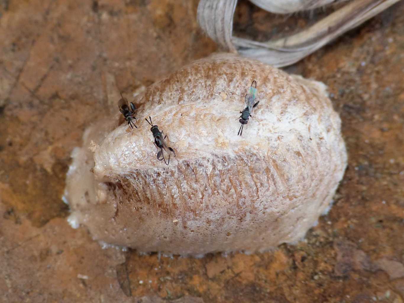 Saccheggio di un''ooteca di mantide: Podagrion sp. -Torymidae